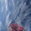 梅映え