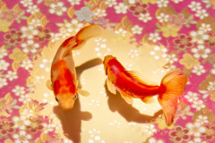 花金魚