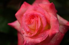 薔薇のしずく