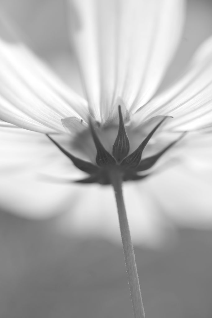 モノトーンの花