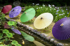 梅雨空に咲く