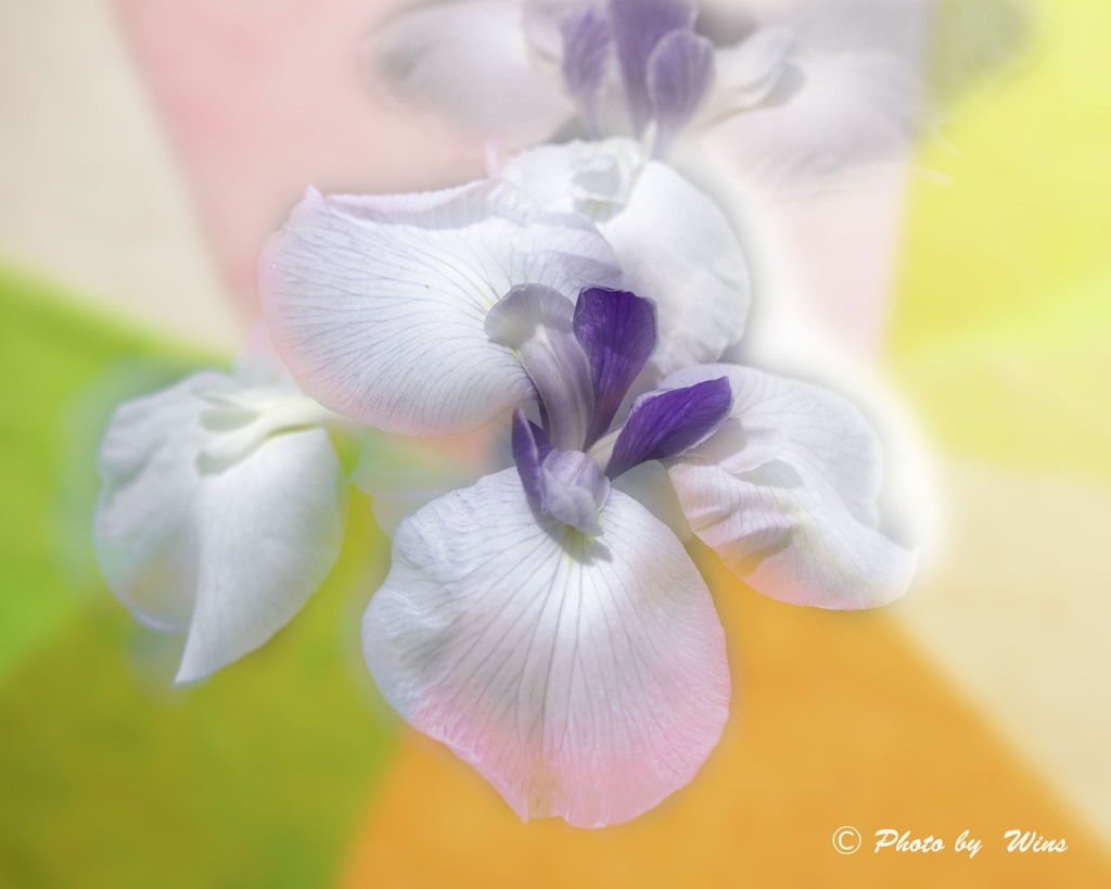 彩花