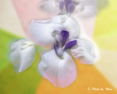 彩花