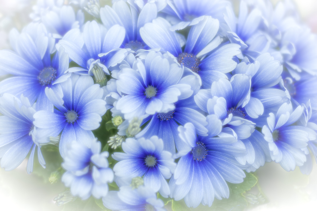 謳花