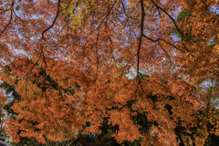 紅い帳(とばり)