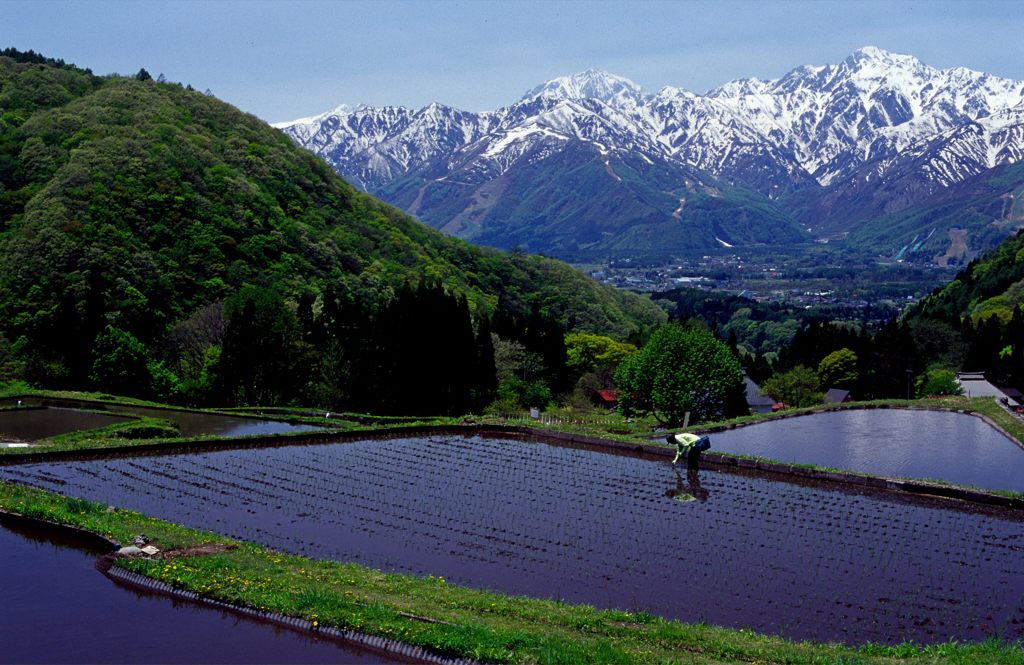 田植えの頃