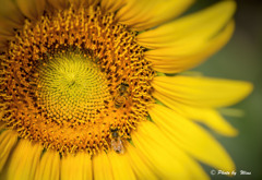 Sunflower ひまわり