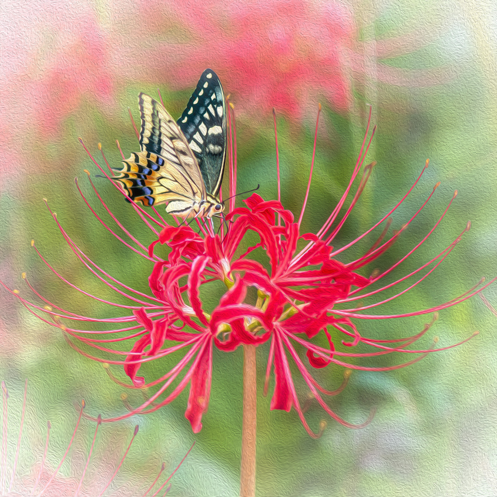 蝶と彼岸花