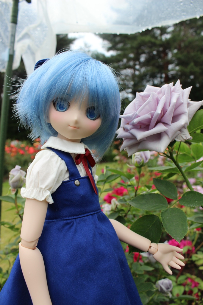青いバラとチルノ1