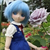 青いバラとチルノ1