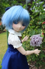 青いバラとチルノ2