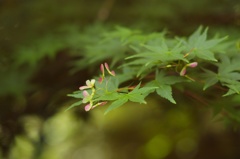 紅葉の花