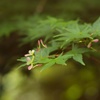 紅葉の花