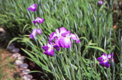 菖蒲
