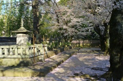 大樹寺の桜