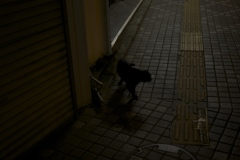 黒い影