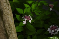 日陰の紫陽花
