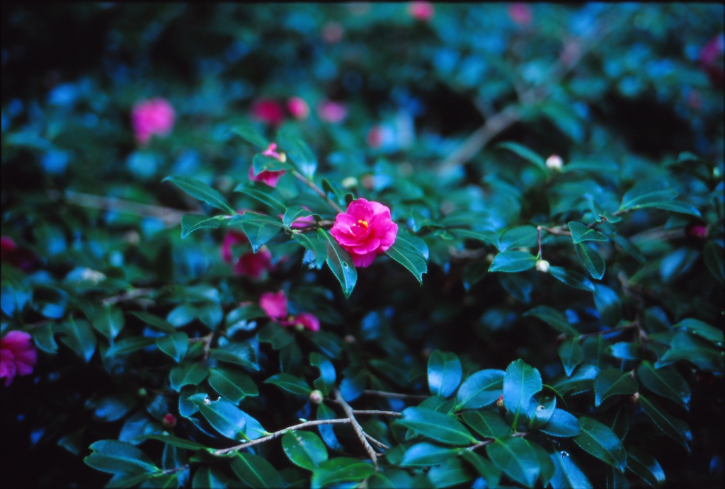 浜松城内 山茶花