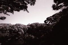 森の向こうの浜松城