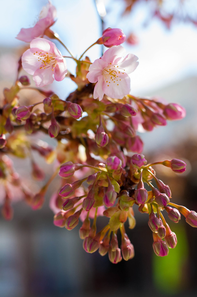 河津桜