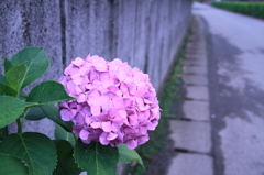 梅雨の立役者