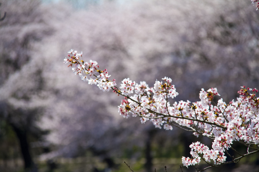 桜、さくら、サクラ