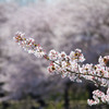 桜、さくら、サクラ