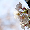 桜、さくら、サクラ2