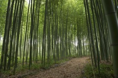 竹林