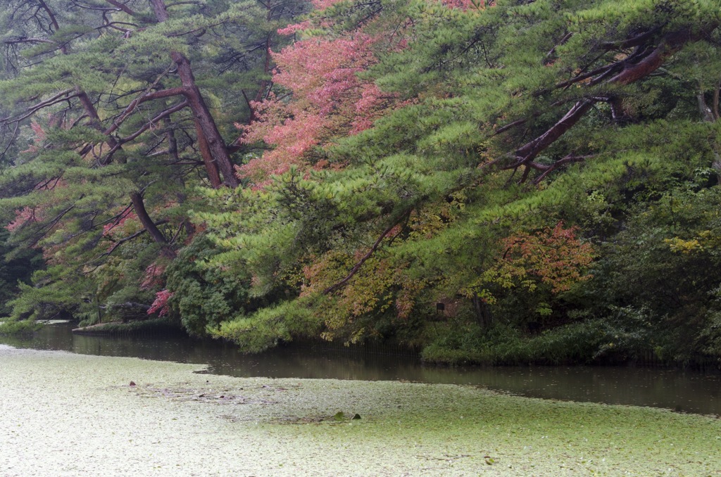 神戸市立森林植物園　その2