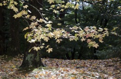 神戸市立森林植物園　その9