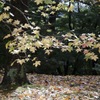 神戸市立森林植物園　その9