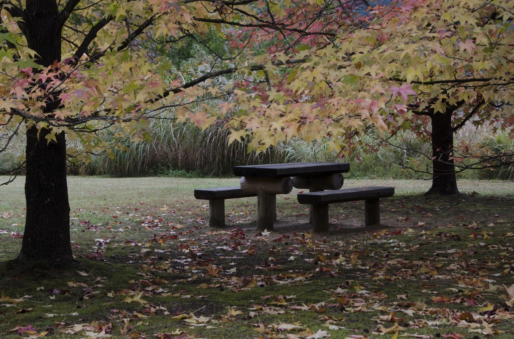 神戸市立森林植物園　その6