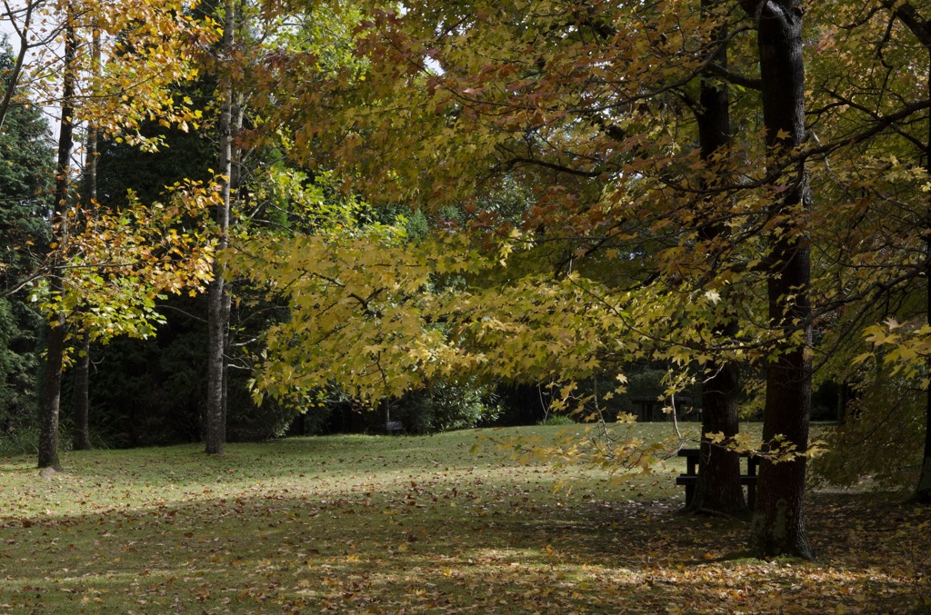 神戸市立森林植物園　その8