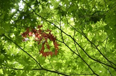 夏の異端児