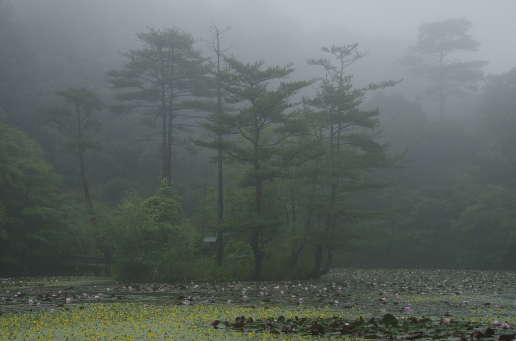 Fog in the woods part 5