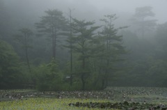 Fog in the woods part 5