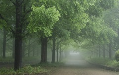 Fog in the woods part 4