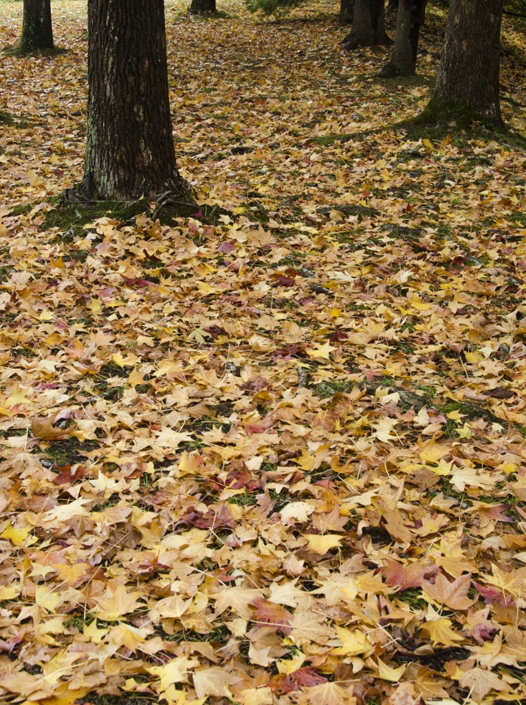 神戸市立森林植物園　その5