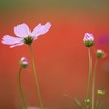 秋桜