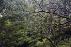 神戸市立森林植物園　その1