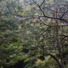 神戸市立森林植物園　その1