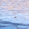 朝の薄氷に映る紅葉