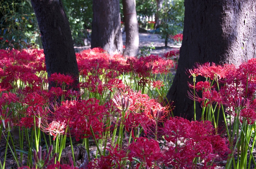 木立の中の彼岸花