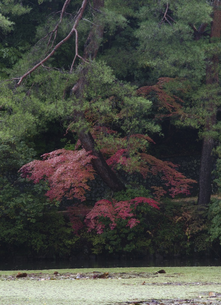 神戸市立森林植物園　その3