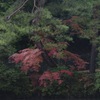 神戸市立森林植物園　その3