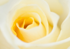 薔薇
