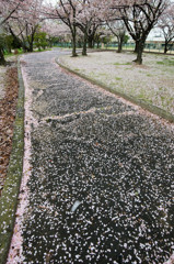 桜散る