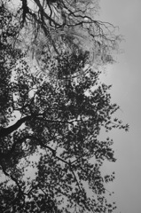 秋雨後の静かな音色