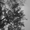 秋雨後の静かな音色